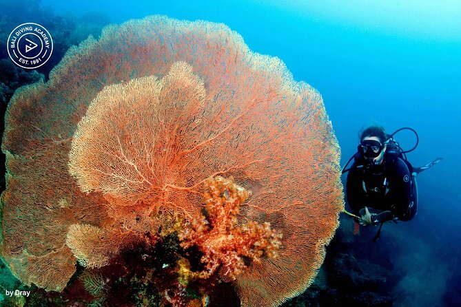 Discover Scuba Diving in Pemuteran at the Biorock site,1 shore dive all included - Is this suitable for children and nervous beginners?