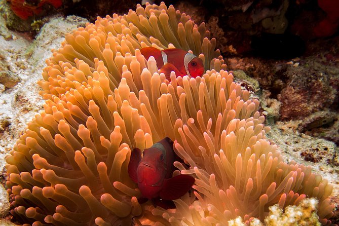 Discover Scuba Diving in Pemuteran - Diving Initiation in Bali (Menjangan Park) - Starting at Dive Concepts in Pemuteran