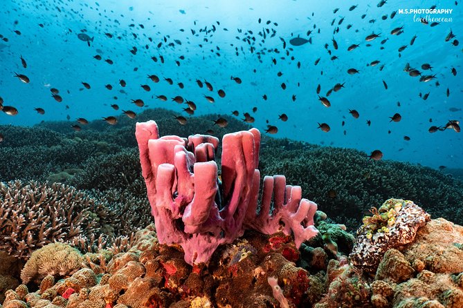 Discover Scuba Diving in Pemuteran - Diving Initiation in Bali (Menjangan Park) - The first Menjangan session