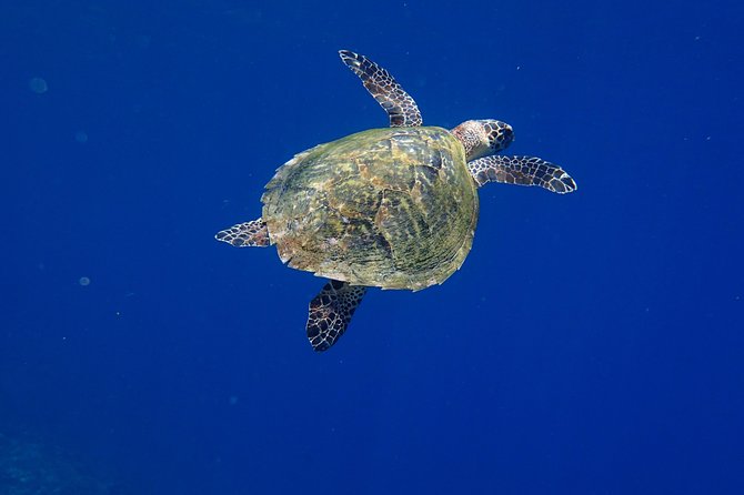 Discover Scuba Diving in Pemuteran - Diving Initiation in Bali (Menjangan Park) - Lunch and a useful pause on Menjangan Island