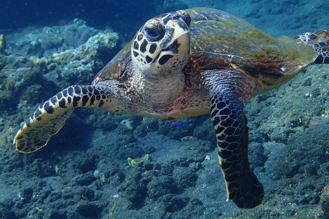 Discover Scuba Diving in Pemuteran - Diving Initiation in Bali (Menjangan Park) - The second session puts the lesson to work
