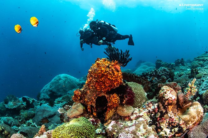 Discover Scuba Diving in Pemuteran - Diving Initiation in Bali (Menjangan Park) - Who will enjoy this most
