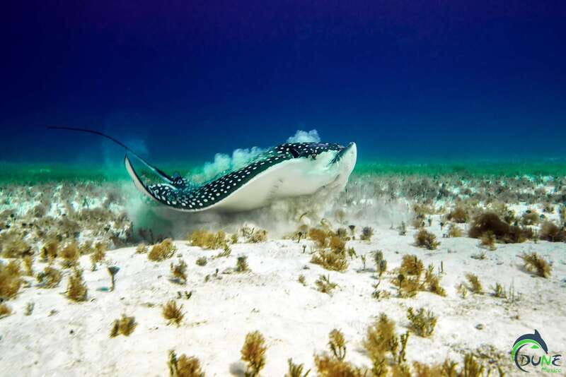 Discover Scuba Diving in Playa del Carmen - 2 dives - A calm first step into scuba in Playa del Carmen