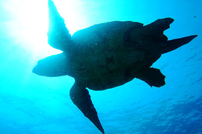 Discover Scuba Diving in Sal - What the $120.97 price really covers