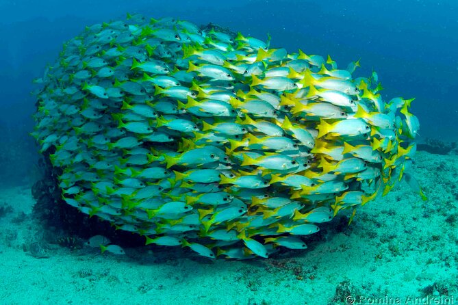 Discover Scuba Diving in Sal - Who should book this Santa Maria experience?