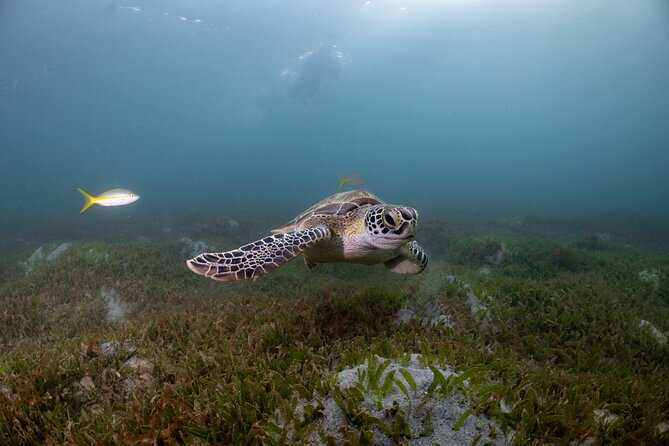 Discover Scuba Diving in San Juan - Fish, turtles, and the luck of the water