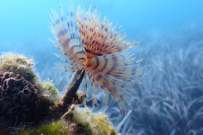 Discover Scuba Diving in Santorini - Who will enjoy this most