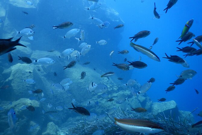 Discover Scuba Diving in Santorini - Is $118.58 a fair price?