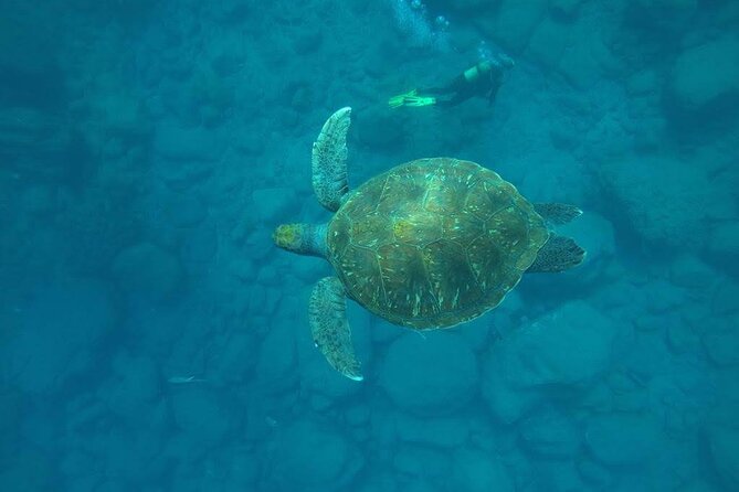 Discover Scuba Diving in Tenerife - A first underwater session at La Caleta bay