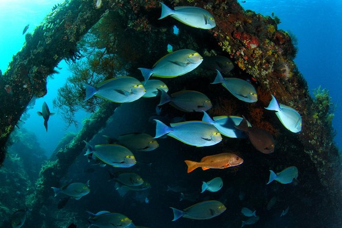 Discover Scuba Diving in Tulamben - Diving Initiation in Bali best diving sites - The first briefing and shallow-water practice