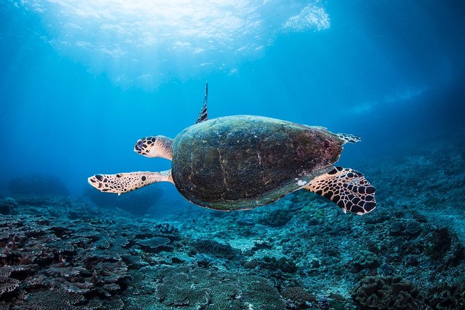 Discover Scuba Diving in Tulamben - Diving Initiation in Bali best diving sites - What the private format is worth