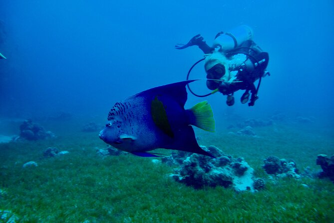 Discover Scuba Diving - Indroductory Dives - What You May See Beneath the Water
