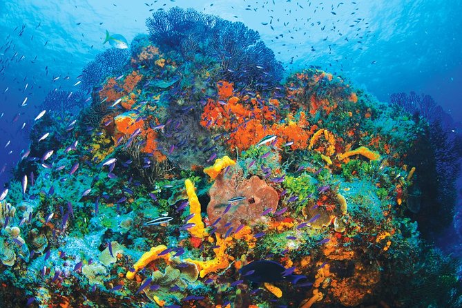 Discover Scuba Diving - One Tank at Coral Reef - The two-hour lesson comes before the boat