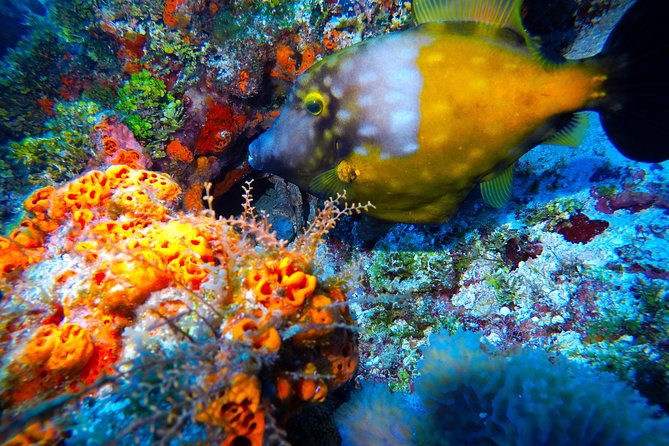 Discover Scuba Diving PADI in Playa del Carmen including underwater video - Two ocean descents, not just a quick look