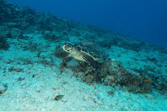 Discover Scuba Diving PADI in Playa del Carmen including underwater video - Private instruction makes the biggest difference