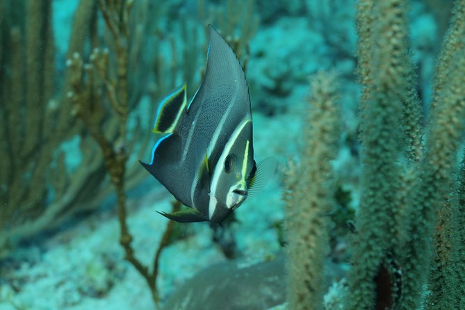 Discover Scuba Diving PADI in Playa del Carmen including underwater video - Hotel pickup across the Riviera Maya