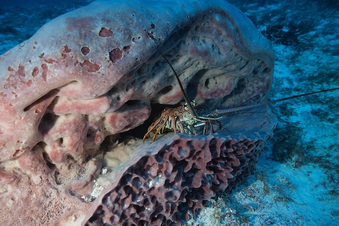 Discover Scuba Diving PADI in Playa del Carmen including underwater video - Health, age, and flight timing