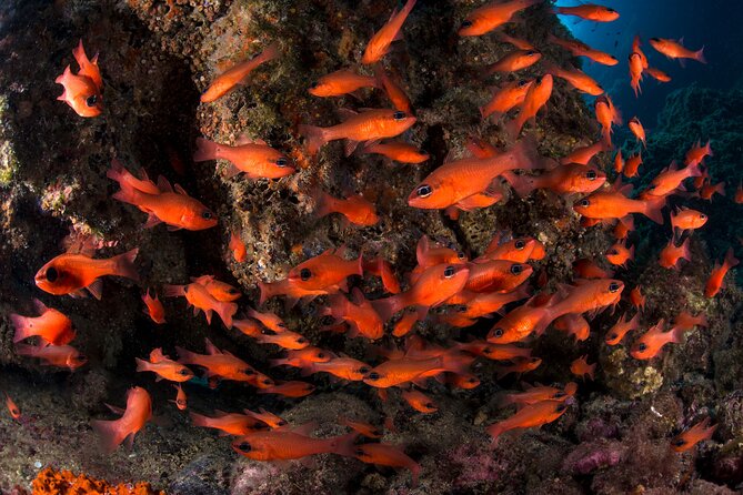 Discover Scuba Diving PADI - Trial dive in Sorrento - The theory lesson comes before the sea