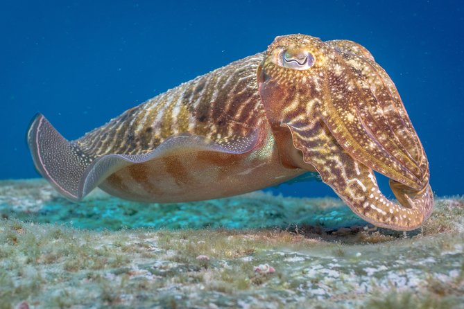 Discover Scuba Diving program: shore + boat dives - The boat outing adds a second setting