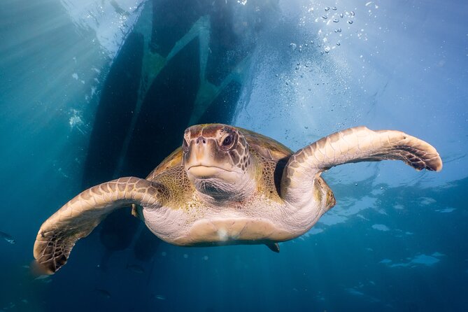 Discover Scuba Diving program: shore + boat dives - Who will enjoy this most?