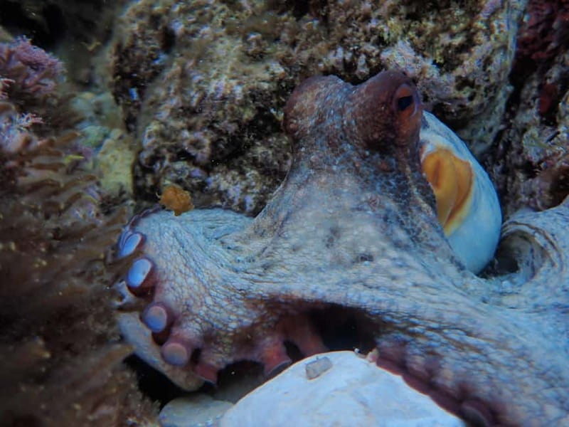 Discover Scuba Diving, scuba diving for begginers!! - What the 40-Minute Lesson Covers