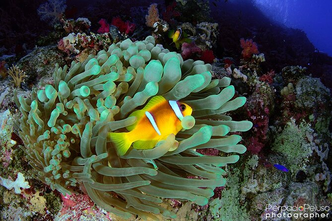 Discover Scuba Diving Sharm El Sheikh - What this Sharm el Sheikh scuba experience really gives you