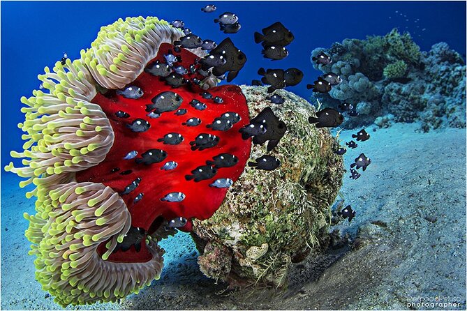 Discover Scuba Diving Sharm El Sheikh - Equipment, hygiene, and comfort in the water