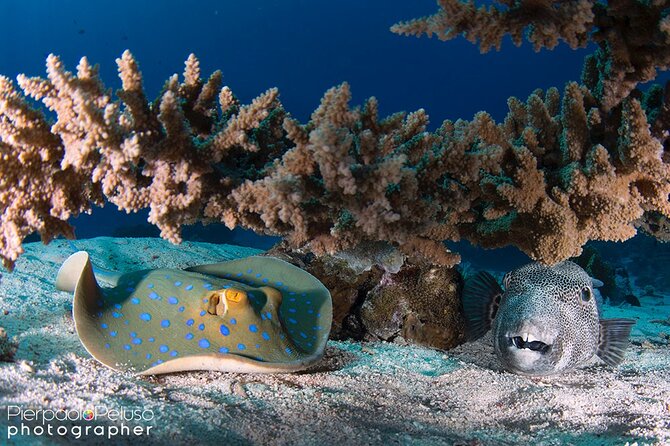 Discover Scuba Diving Sharm El Sheikh - Lunch, drinks, and the long middle of the day