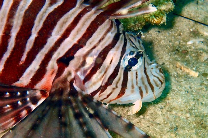 Discover Scuba Diving, try dive for beginners ( Start at Ko Kut) - At a glance: what you are really buying