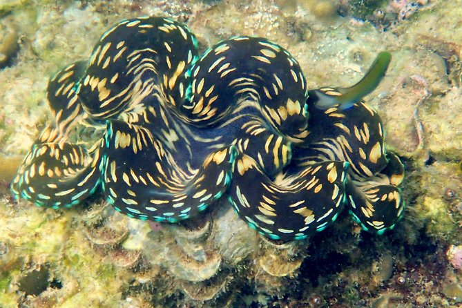 Discover Scuba Diving, try dive for beginners ( Start at Ko Kut) - Starting at BB Divers in Klong Chao