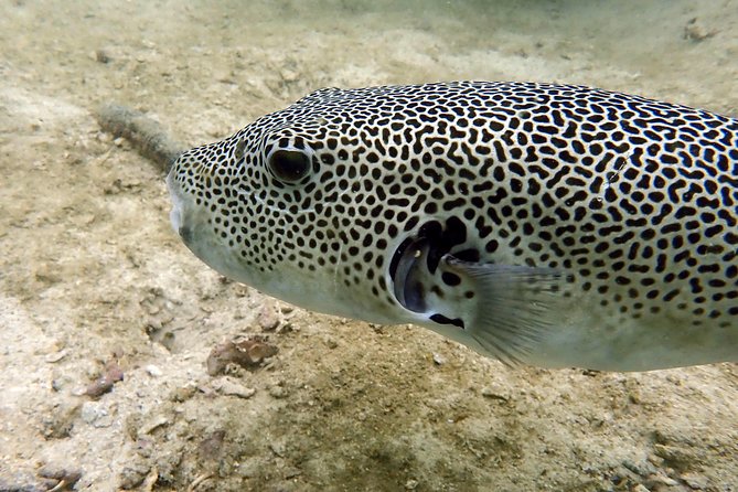 Discover Scuba Diving, try dive for beginners ( Start at Ko Kut) - The first lesson: safety before the reef