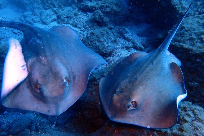 Discover Scuba Diving - Try it for the first time! - What happens at Paradise Divers at 8:30 am