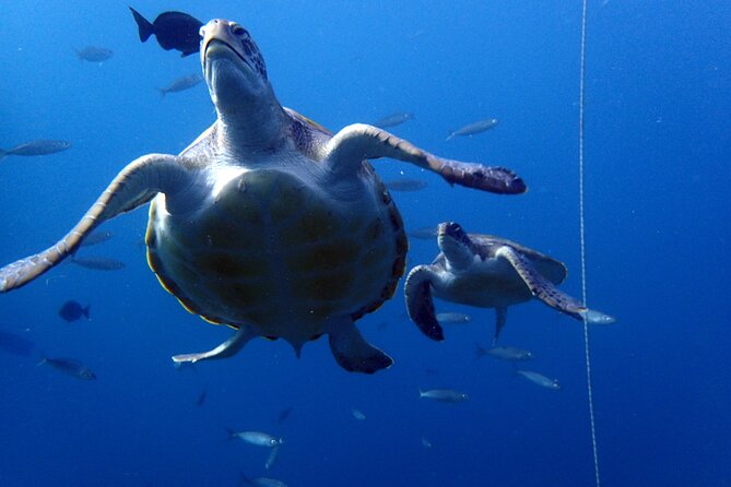 Discover Scuba Diving - Try it for the first time! - From the pool to Tenerife’s coast