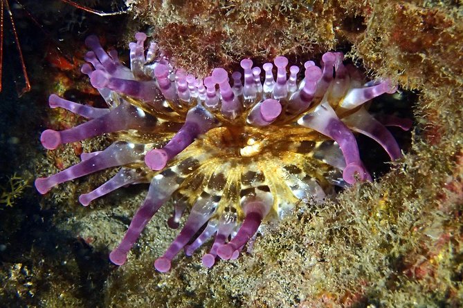 Discover Scuba Diving - Try it for the first time! - Timing, transport, and the real value of $114.14