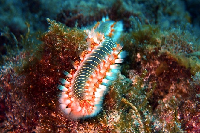 Discover Scuba Diving - Try it for the first time! - Four pool skills before open water