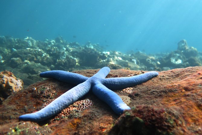 Discover Scuba Diving Tulamben Bali For Non-Certified Divers - Why the USAT Liberty is a smart first wreck