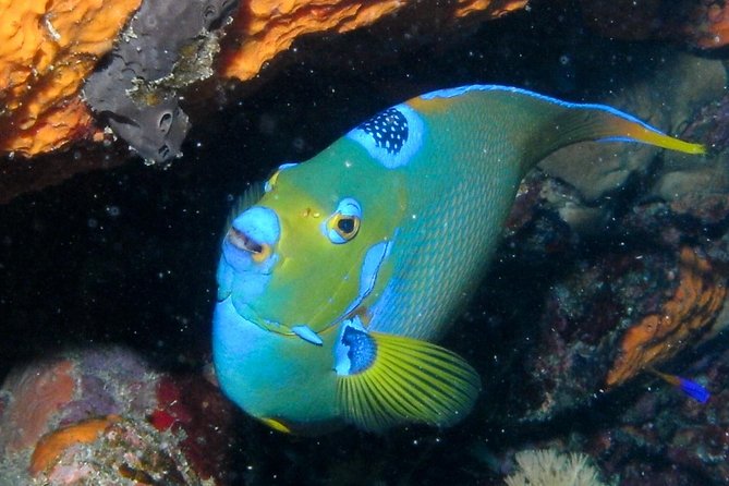 Discover Scuba Diving with No Certification in St Thomas - Is the optional second descent worth paying for?