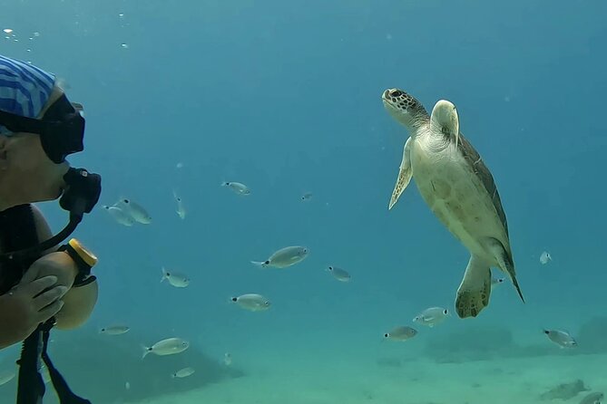 Discover SCUBA Diving with Pissouri Bay Divers - Up to one hour exploring a Cyprus site