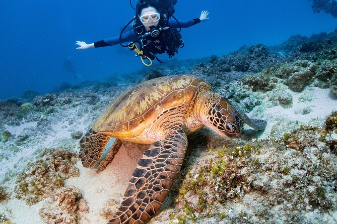 Discover Scuba Diving With Sea Turtles – Xiaoliuqiu, Taiwan - Key things to know before you book