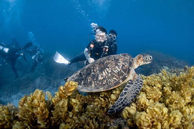 Discover Scuba Diving With Sea Turtles – Xiaoliuqiu, Taiwan - Meeting Xiaoliuqiu’s sea turtles underwater