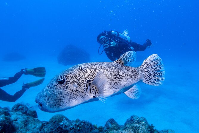 Discover Scuba Diving With Sea Turtles – Xiaoliuqiu, Taiwan - Getting to the meeting point and planning your day