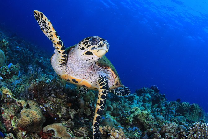 A green turtle grazing above a shallow reef