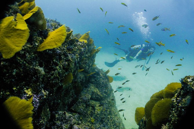 Discover Scuba experience at Las Caletas, Puerto Vallarta - Who will get the most from this experience