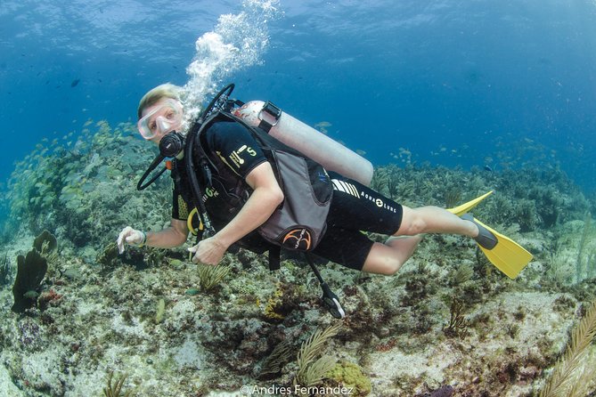Discover scuba ,MUSA and Manchones reef dive without license - Manchones Reef at 33 feet
