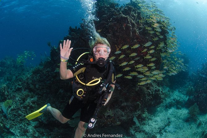 Discover scuba ,MUSA and Manchones reef dive without license - Who will enjoy this most