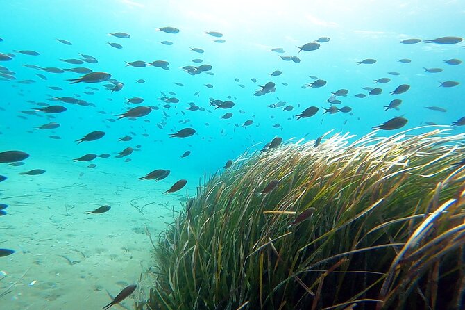 Discover Small Group Scuba Diving Experience in Nea Makri, Athens - Photos, video, and what you actually receive