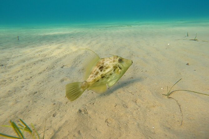 Discover Small Group Scuba Diving Experience in Nea Makri, Athens - Is $108.61 a fair price?