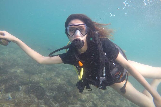 Discovery Scuba Diving in Dubai - What you might see beneath Kite Beach