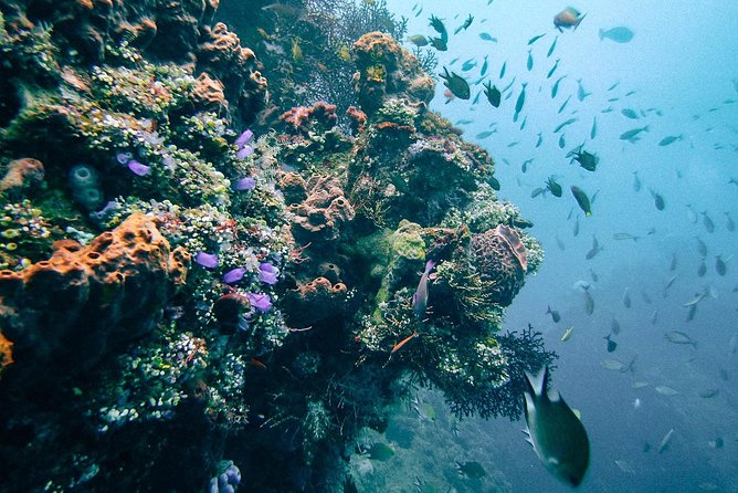 Dive at Tulamben Bali USS Liberty Ship Wreck - Camera rental and underwater memories