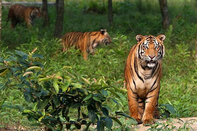 Dive deep into the wild wonders of Sundarban. - Key details to know before you book